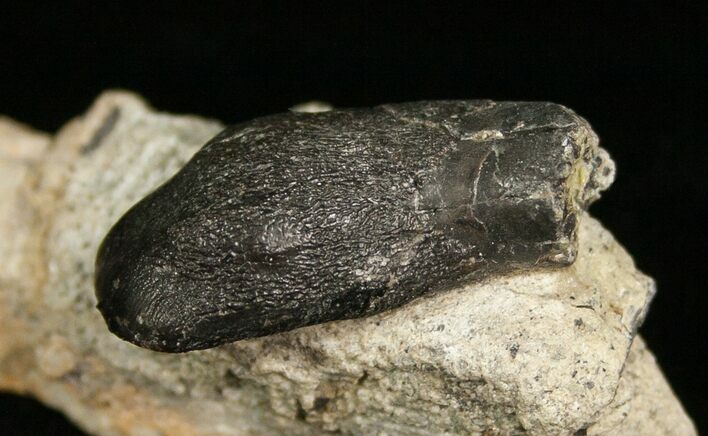 Camarasaurus Tooth - Morrison Formation #5632